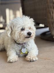 Lost Female Dog last seen Wyndemere act and Legend, Escondido, CA 92026