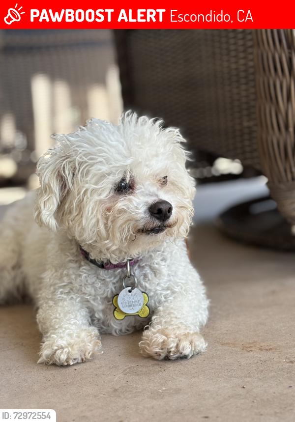 Lost Female Dog last seen Wyndemere act and Legend, Escondido, CA 92026