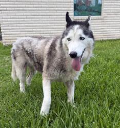 Found/Stray Unknown Dog last seen Shasta/ 2nd street, McAllen, TX 78501