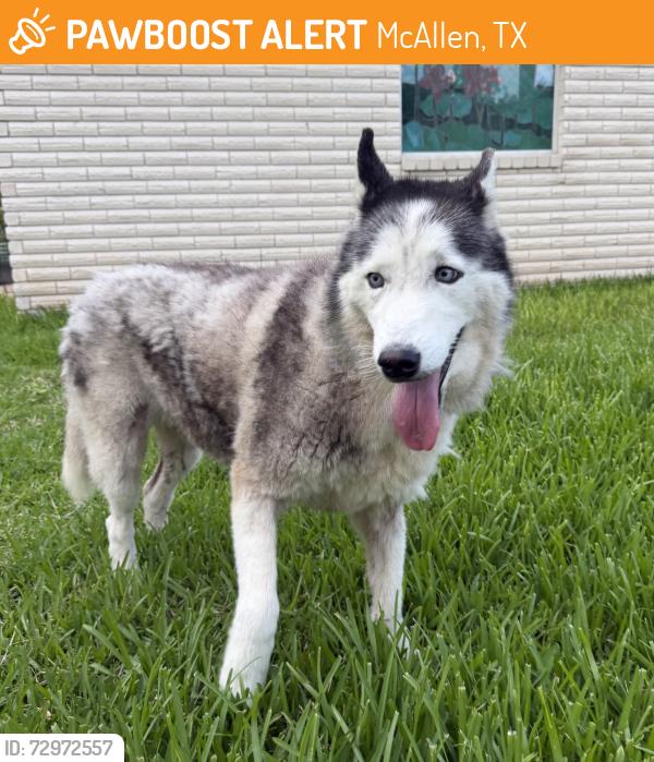 Found/Stray Unknown Dog last seen Shasta/ 2nd street , McAllen, TX 78501