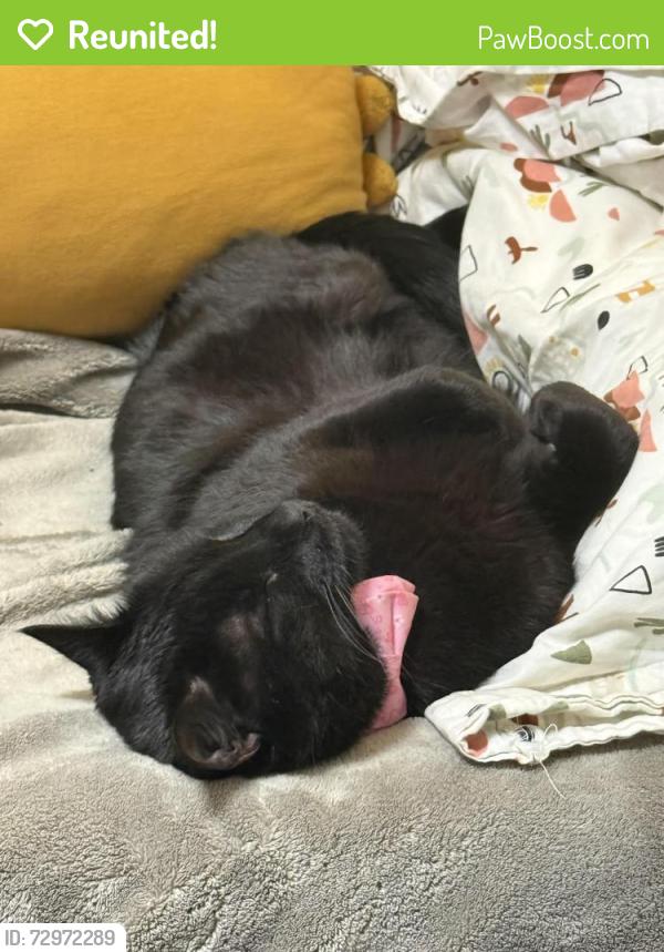 Reunited Male Cat last seen Sycamore , Fort Collins, CO 80521