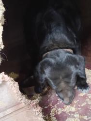 Lost Male Dog last seen Near lazy pup lane , Louisa, VA 23093