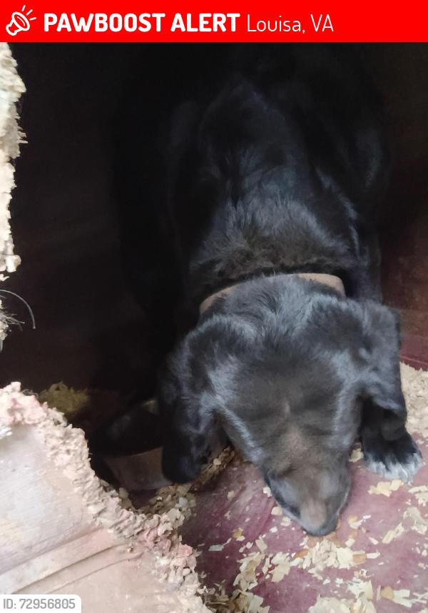Lost Male Dog last seen Near lazy pup lane , Louisa, VA 23093