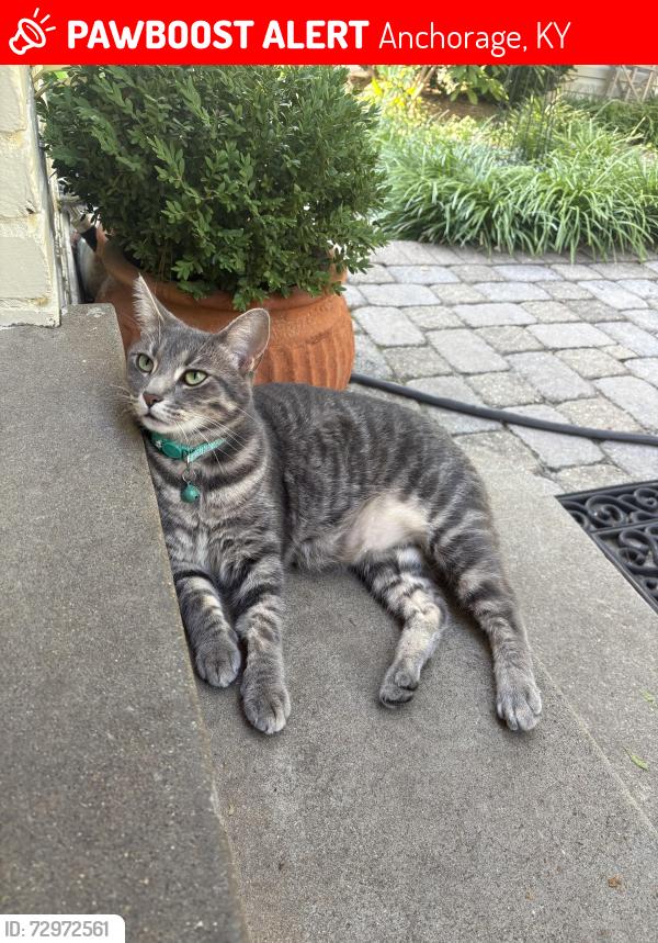 Lost Female Cat last seen Lucas Ln and Anchor Way, Anchorage, KY 40223