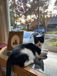 Reunited Male Cat last seen Near NE 45th Ave, Portland, OR 97213, USA, Portland, OR 97213