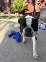 Reunited Male Dog last seen Found on Hidden Meadow Way near Palmerson , Antelope, CA 95843
