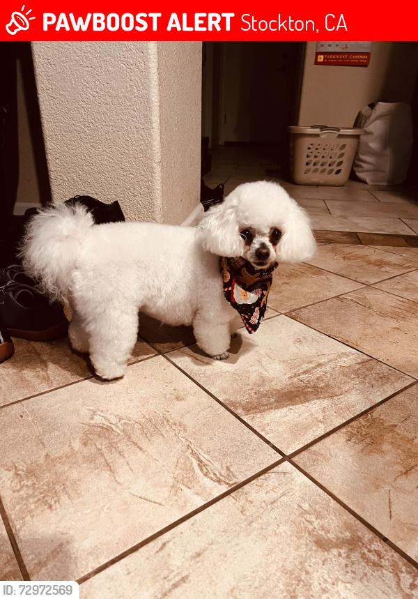Lost Female Dog last seen Ansel Adam’s Elementary , Stockton, CA 95212