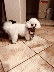 Lost Female Dog last seen Ansel Adam’s Elementary , Stockton, CA 95212