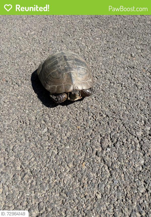 Reunited Unknown Reptile last seen Coal mine road and Santa Barbara Rd, Medford, OR 97504