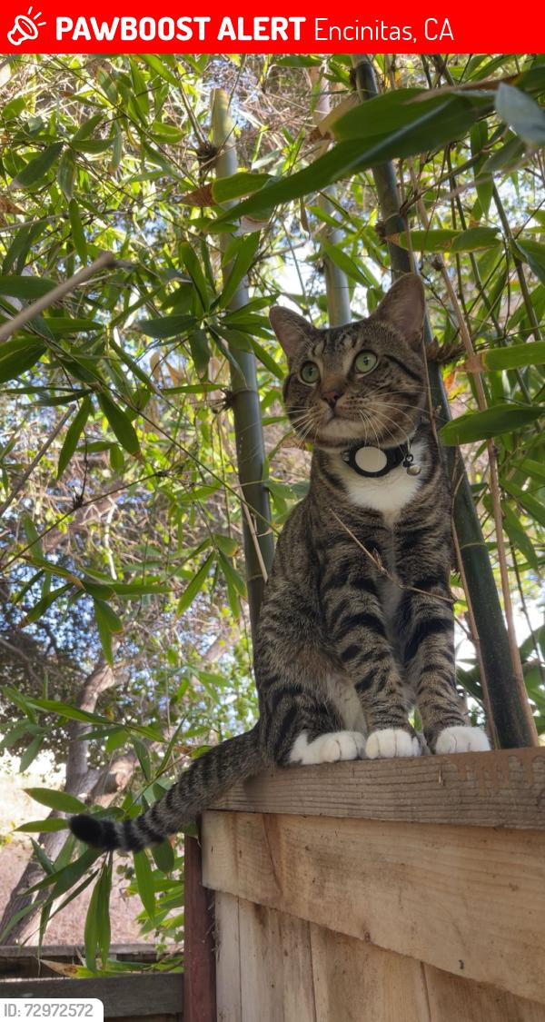 Lost Male Cat last seen Near EOS fitness, Encinitas, CA 92024