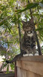 Lost Male Cat last seen Near EOS fitness, Encinitas, CA 92024