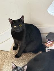 Reunited Male Cat last seen Baneberry & Primrose Pl, Belcamp, MD 21017