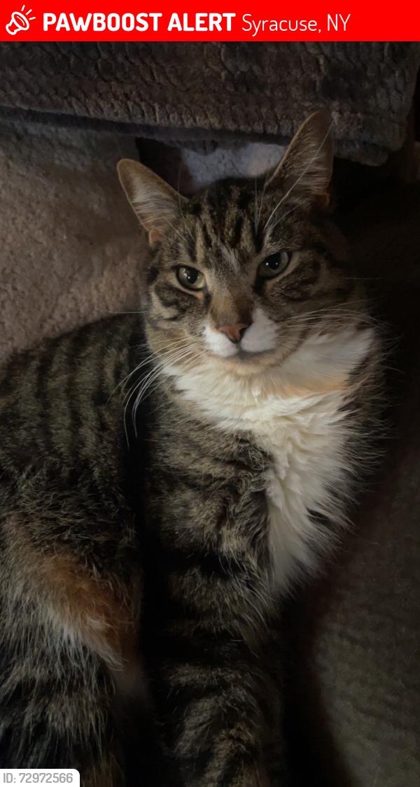 Lost Male Cat last seen Stolp Avenue, Syracuse, NY 13207
