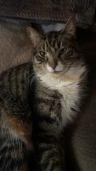 Lost Male Cat last seen Stolp Avenue, Syracuse, NY 13207