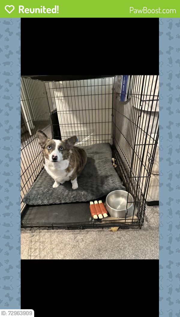 Reunited Female Dog last seen 10th and lawrence , Topeka, KS 66607