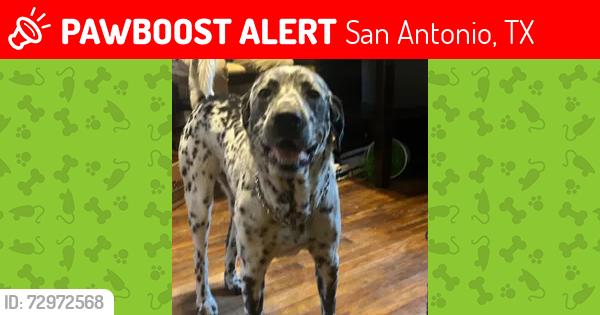 Lost Male Dog last seen west ave/ clower st, Saint Mary Magdalene Church, San Antonio, TX 78201