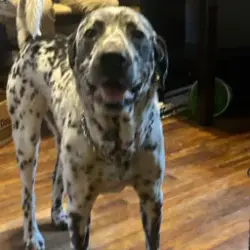 Lost Male Dog last seen west ave/ clower st, Saint Mary Magdalene Church, San Antonio, TX 78201