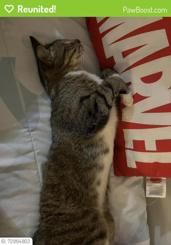 Reunited Male Cat last seen Charles ens 159, Colinas de San Jerónimo 4o. Sector, 64630 Monterrey, N.L., Mexico, Monterrey, N.L. 64630