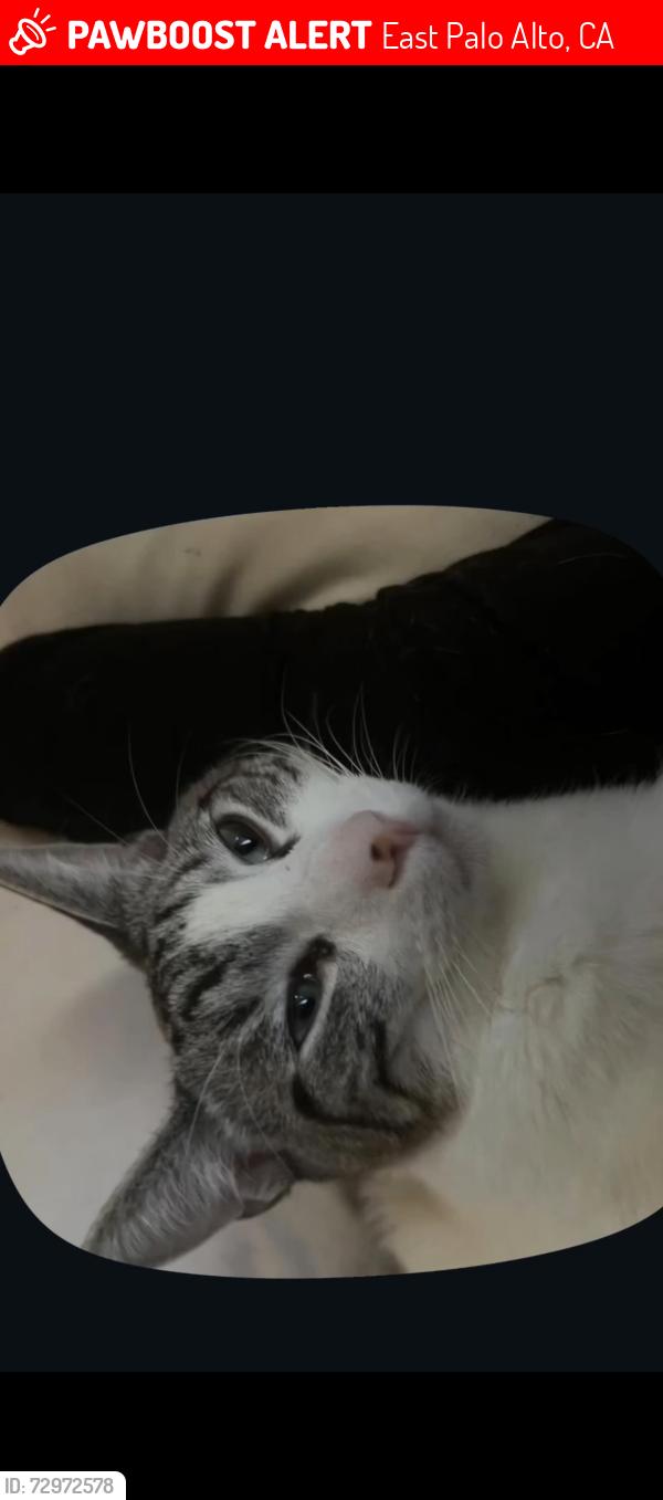 Lost Male Cat last seen Bell st east palo alto,Clarkle Ave East palo alto, East Palo Alto, CA 94303