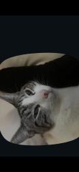 Lost Male Cat last seen Bell st east palo alto,Clarkle Ave East palo alto, East Palo Alto, CA 94303
