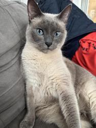 Reunited Female Cat last seen Anita and Western Drive, Port Coquitlam, BC V3C 2X3
