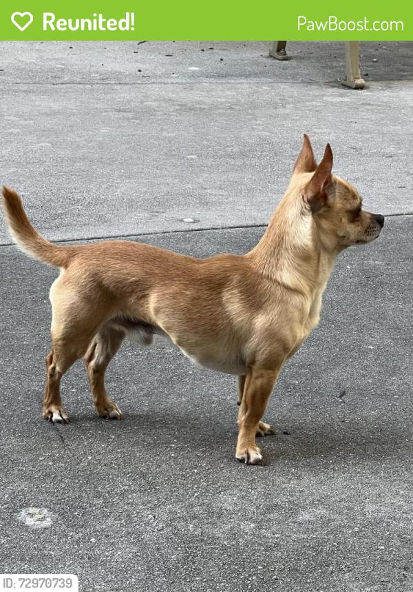 Reunited Male Dog last seen Brownsville , Miami, FL 33142