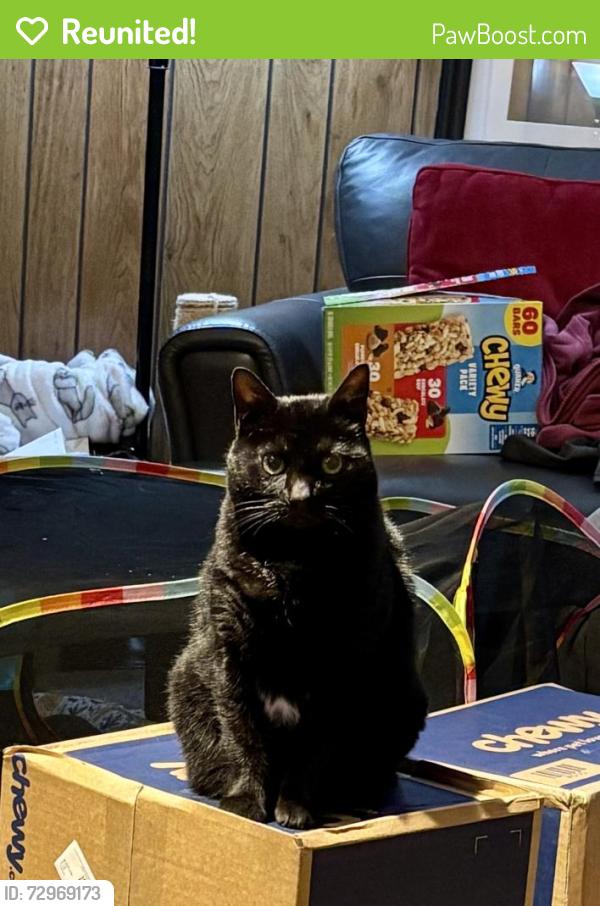 Reunited Female Cat last seen Forks Elementary School , Easton, PA 18040