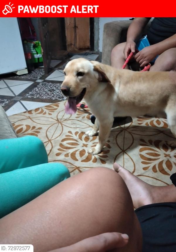 Lost Male Dog last seen Av. Marechal tito, Parque Santa Amélia, SP 08122-390