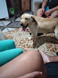 Lost Male Dog last seen Av. Marechal tito, Parque Santa Amélia, SP 08122-390