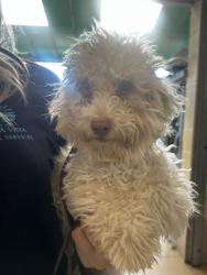 Shelter Stray Male Dog last seen ALBANY AVE & MAIN ST, Chula Vista, CA 91911