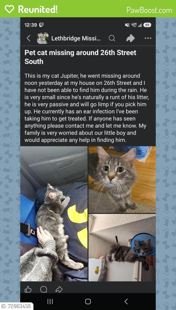 Reunited Male Cat last seen Near 26th street south , Lethbridge, AB T1J 3R3