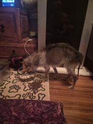 Reunited Female Dog last seen Seminole, Lake Park, FL 33403