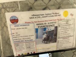 Shelter Stray Female Dog last seen Near BLOCK PALO ALTO, Albuquerque, NM 87121