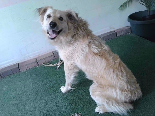 Shelter Stray Female Dog last seen , Irwindale, CA 91706