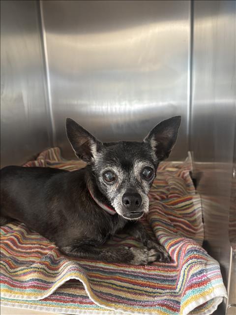 Shelter Stray Female Dog last seen , San Pedro, CA 90731