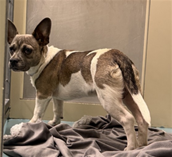 Shelter Stray Male Dog last seen WATKINS ST/B ST, Hayward, CA 94544