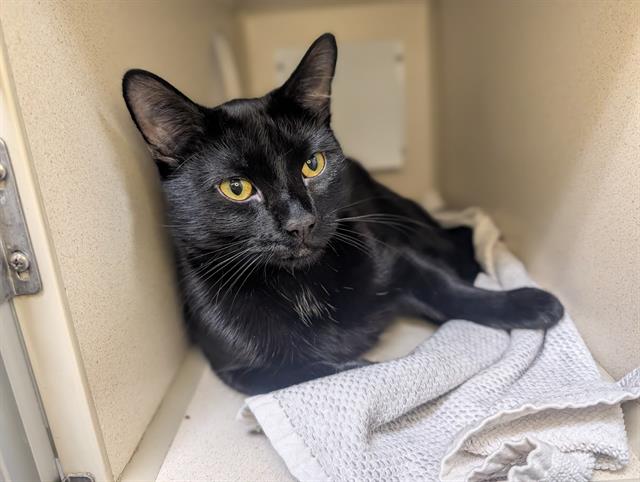 Shelter Stray Male Cat last seen Near BLOCK W BAYAUD AVE, DENVER CO 80223, 1241 W Bayaud Ave, Denver, CO 80223, USA