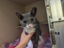 Shelter Stray Male Cat last seen Near BLOCK N OSAGE ST, DENVER CO 80211, 1241 W Bayaud Ave, Denver, CO 80223, USA