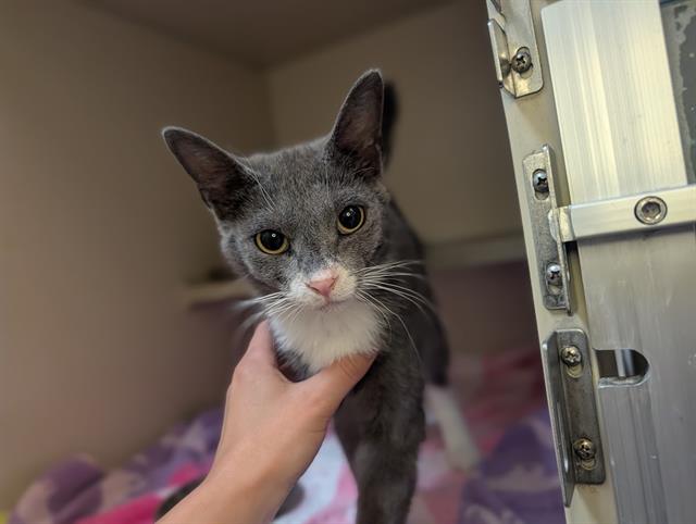 Shelter Stray Male Cat last seen Near BLOCK N OSAGE ST, DENVER CO 80211, 1241 W Bayaud Ave, Denver, CO 80223, USA