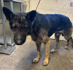 Shelter Stray Male Dog last seen NORDYKE DR & NORMA CT, 2127 Front St, Sacramento, CA 95818, USA