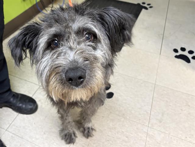 Shelter Stray Female Dog last seen Near BLOCK 16TH AVE S, SEATAC WA 98168, Kent, WA 98032