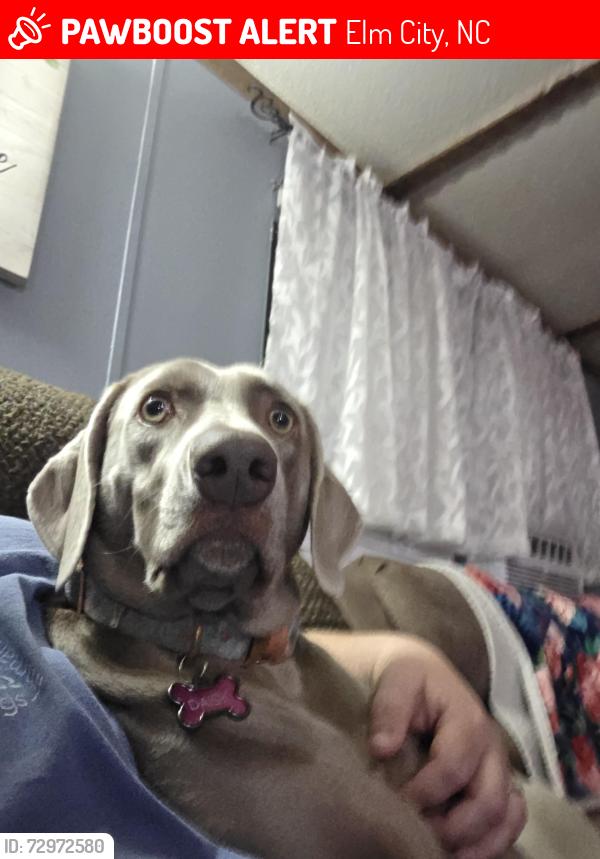 Lost Female Dog last seen Cobble stone , Elm City, NC 27822
