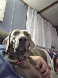 Lost Female Dog last seen Cobble stone , Elm City, NC 27822