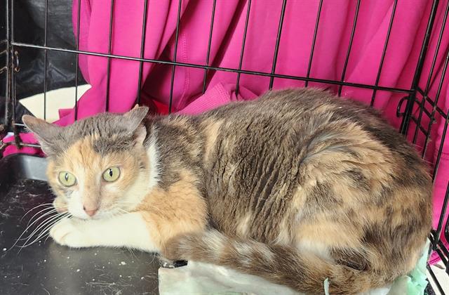 Shelter Stray Female Cat last seen Near BLOCK SEVEN SEAS, 4710 TX-151, San Antonio, TX 78227, USA