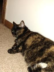 Lost Female Cat last seen Near , Kent, OH 44240