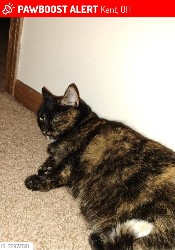 Lost Female Cat last seen Near , Kent, OH 44240