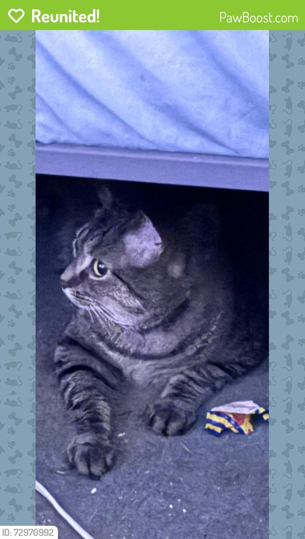 Reunited Male Cat last seen Near Iron Works Pike, Lexington, KY 40511, USA, Lexington, KY 40511
