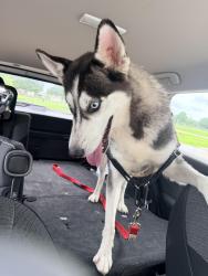 Found/Stray Female Dog last seen Becker rd and Bauer hockley, Hockley, TX 77447