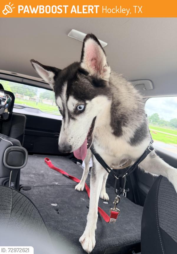 Found/Stray Female Dog last seen Becker rd and Bauer hockley, Hockley, TX 77447