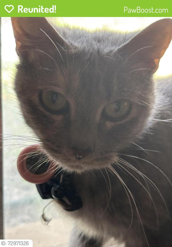 Reunited Female Cat last seen Near Brushy Mountain Dr, Salem, VA 24153, USA, Salem, VA 24153